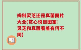 辨别灵芝还是真菌图片大全(赏心悦目图鉴：灵芝和真菌看着有何不同)