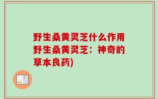 野生桑黄灵芝什么作用野生桑黄灵芝：神奇的草本良药)