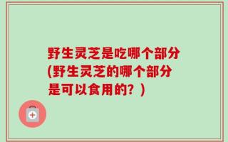 野生灵芝是吃哪个部分(野生灵芝的哪个部分是可以食用的？)
