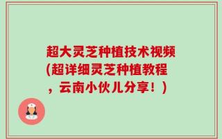 超大灵芝种植技术视频(超详细灵芝种植教程，云南小伙儿分享！)