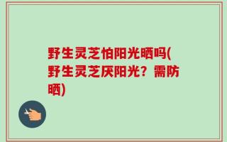 野生灵芝怕阳光晒吗(野生灵芝厌阳光？需防晒)