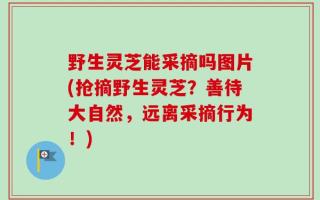 野生灵芝能采摘吗图片(抢摘野生灵芝？善待大自然，远离采摘行为！)