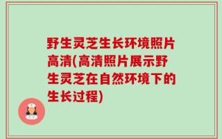 野生灵芝生长环境照片高清(高清照片展示野生灵芝在自然环境下的生长过程)