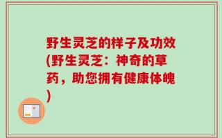 野生灵芝的样子及功效(野生灵芝：神奇的草药，助您拥有健康体魄)