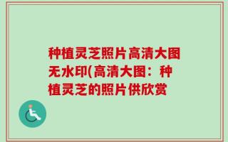 种植灵芝照片高清大图无水印(高清大图：种植灵芝的照片供欣赏
