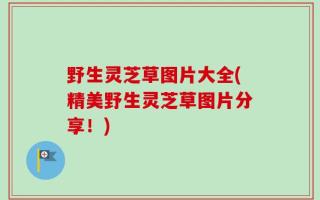 野生灵芝草图片大全(精美野生灵芝草图片分享！)