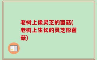 老树上像灵芝的菌菇(老树上生长的灵芝形菌菇)