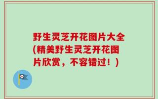 野生灵芝开花图片大全(精美野生灵芝开花图片欣赏，不容错过！)
