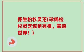 野生松杉灵芝(珍稀松杉灵芝惊艳亮相，震撼世界！)