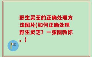 野生灵芝的正确处理方法图片(如何正确处理野生灵芝？一张图教你。)