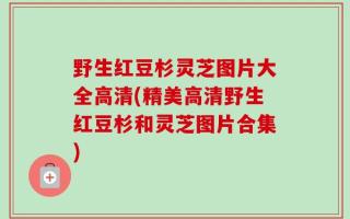 野生红豆杉灵芝图片大全高清(精美高清野生红豆杉和灵芝图片合集)