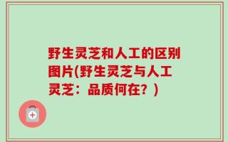 野生灵芝和人工的区别图片(野生灵芝与人工灵芝：品质何在？)