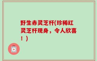 野生赤灵芝杆(珍稀红灵芝杆现身，令人欣喜！)