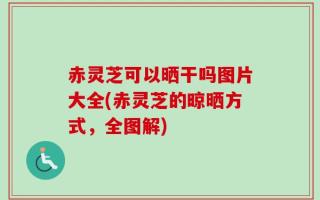 赤灵芝可以晒干吗图片大全(赤灵芝的晾晒方式，全图解)