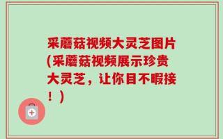 采蘑菇视频大灵芝图片(采蘑菇视频展示珍贵大灵芝，让你目不暇接！)