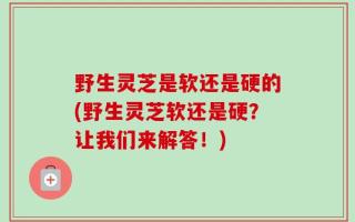 野生灵芝是软还是硬的(野生灵芝软还是硬？让我们来解答！)