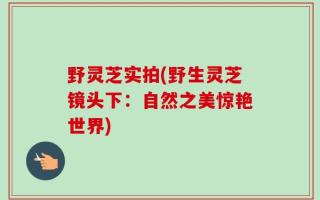 野灵芝实拍(野生灵芝镜头下：自然之美惊艳世界)