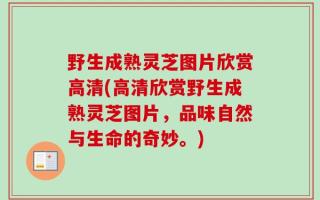 野生成熟灵芝图片欣赏高清(高清欣赏野生成熟灵芝图片，品味自然与生命的奇妙。)