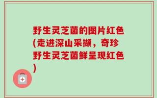 野生灵芝菌的图片红色(走进深山采撷，奇珍野生灵芝菌鲜呈现红色)