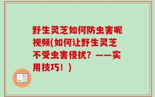 野生灵芝如何防虫害呢视频(如何让野生灵芝不受虫害侵扰？——实用技巧！)