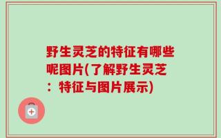 野生灵芝的特征有哪些呢图片(了解野生灵芝：特征与图片展示)