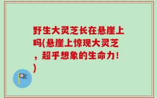 野生大灵芝长在悬崖上吗(悬崖上惊现大灵芝，超乎想象的生命力！)
