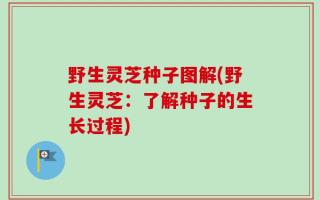 野生灵芝种子图解(野生灵芝：了解种子的生长过程)