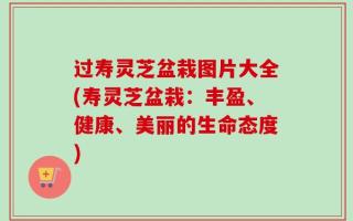 过寿灵芝盆栽图片大全(寿灵芝盆栽：丰盈、健康、美丽的生命态度)