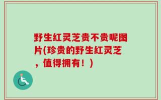 野生红灵芝贵不贵呢图片(珍贵的野生红灵芝，值得拥有！)