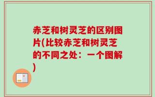 赤芝和树灵芝的区别图片(比较赤芝和树灵芝的不同之处：一个图解)