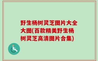 野生杨树灵芝图片大全大图(百款精美野生杨树灵芝高清图片合集)