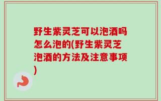 野生紫灵芝可以泡酒吗怎么泡的(野生紫灵芝泡酒的方法及注意事项)