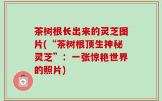 茶树根长出来的灵芝图片(“茶树根顶生神秘灵芝”：一张惊艳世界的照片)