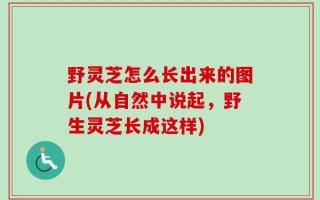 野灵芝怎么长出来的图片(从自然中说起，野生灵芝长成这样)