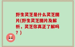 野生灵芝是什么灵芝图片(野生灵芝图片及解析，灵芝你真正了解吗？)