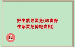 野生紫寻灵芝(珍贵野生紫灵芝惊艳亮相)