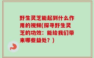 野生灵芝能起到什么作用的视频(探寻野生灵芝的功效：能给我们带来哪些益处？)