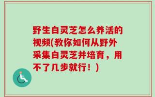 野生白灵芝怎么养活的视频(教你如何从野外采集白灵芝并培育，用不了几步就行！)