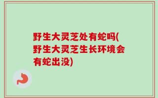 野生大灵芝处有蛇吗(野生大灵芝生长环境会有蛇出没)