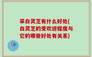 采白灵芝有什么好处(白灵芝的受欢迎程度与它的哪些好处有关系)
