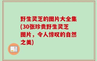 野生灵芝的图片大全集(30张珍贵野生灵芝图片，令人惊叹的自然之美)