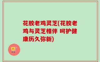 花胶老鸡灵芝(花胶老鸡与灵芝相伴 呵护健康历久弥新)