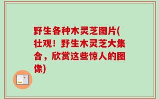 野生各种木灵芝图片(壮观！野生木灵芝大集合，欣赏这些惊人的图像)