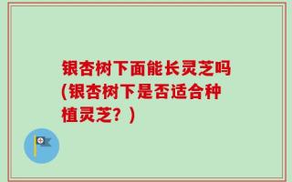 银杏树下面能长灵芝吗(银杏树下是否适合种植灵芝？)