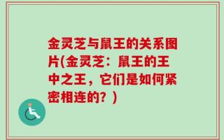 金灵芝与鼠王的关系图片(金灵芝：鼠王的王中之王，它们是如何紧密相连的？)