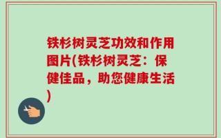 铁杉树灵芝功效和作用图片(铁杉树灵芝：保健佳品，助您健康生活)