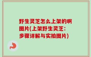 野生灵芝怎么上架的啊图片(上架野生灵芝：步骤详解与实拍图片)