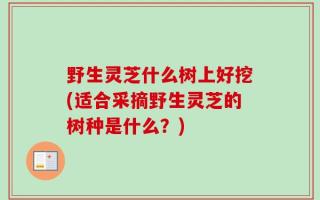 野生灵芝什么树上好挖(适合采摘野生灵芝的树种是什么？)