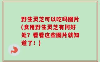 野生灵芝可以吃吗图片(食用野生灵芝有何好处？看看这些图片就知道了！)