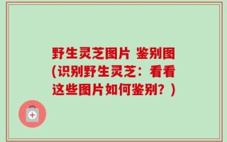 野生灵芝图片 鉴别图(识别野生灵芝：看看这些图片如何鉴别？)